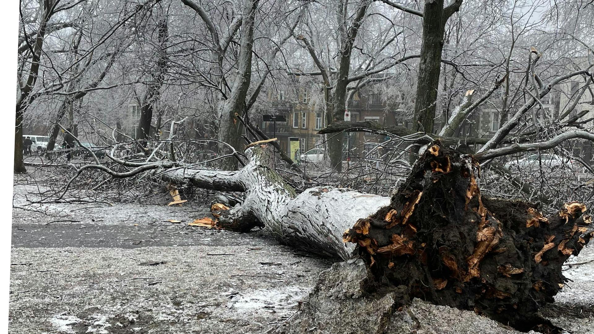 Ice covering trees, a grandmother tree fallen, surrounded by ice covered younger trees in a park in Montreal Canada. Ice Storm April 5, 2023