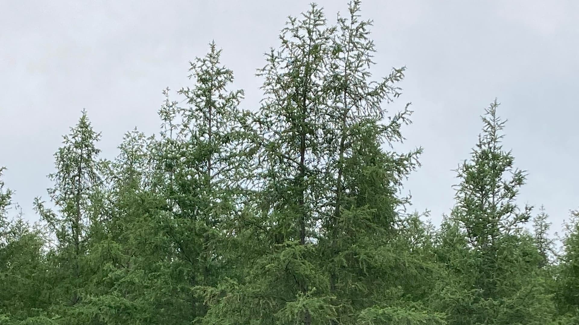 Trees standing together under a blue sky